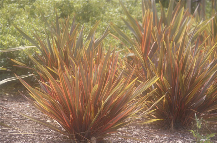 Phormium  'Rainbow Warrior'