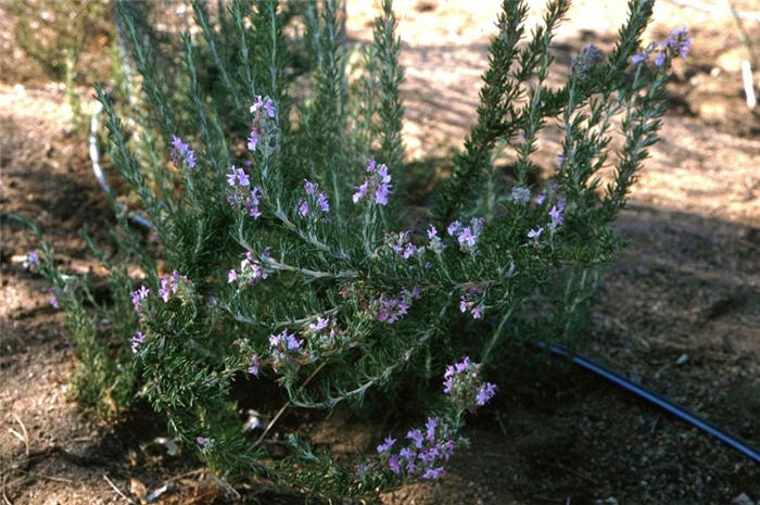 Rosmarinus officinalis 'Majorica  Pink'