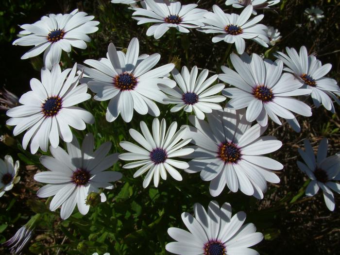 Osteospermum fruticosum 'Hybrid White'