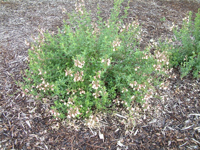 Rose Pink Autumn Sage