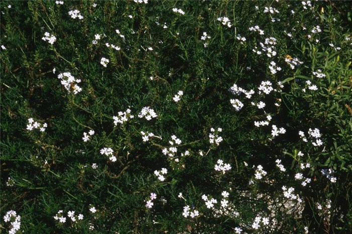 Verbena Hybrid White