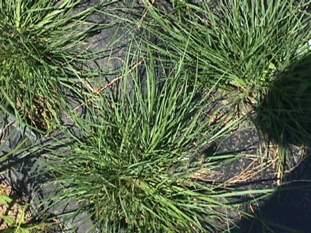 Little Bunny Dwarf Fountain Grass