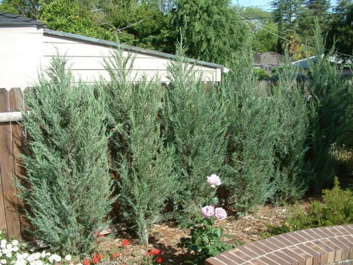 Juniperus scopulorum 'Skyrocket'