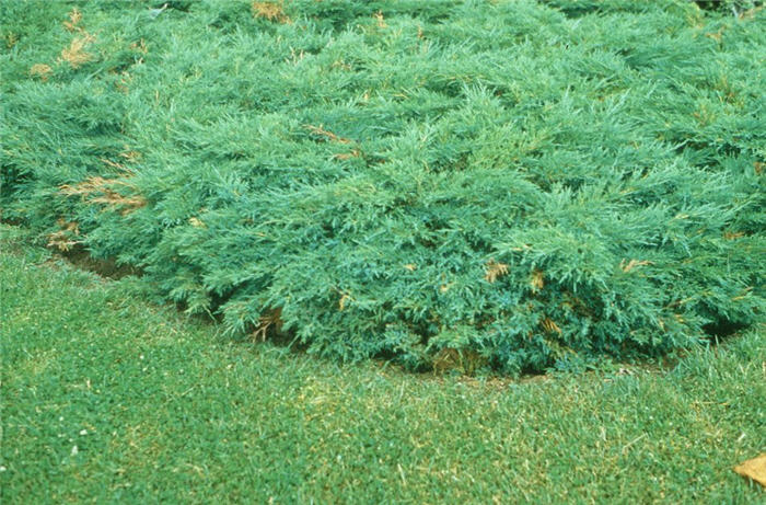 Sandia Groundcover Juniper