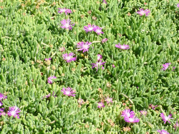 Purple Ice Plant