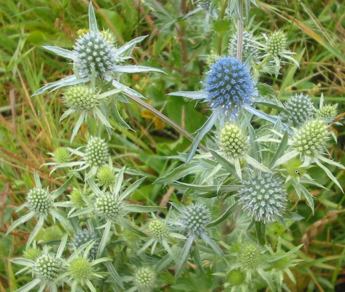 Blue Sea Holly, False Sea Holly