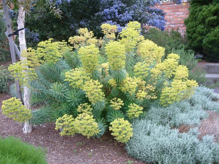 Euphorbia characias