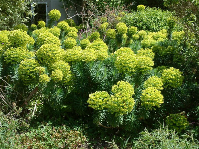 Plant photo of: Euphorbia characias