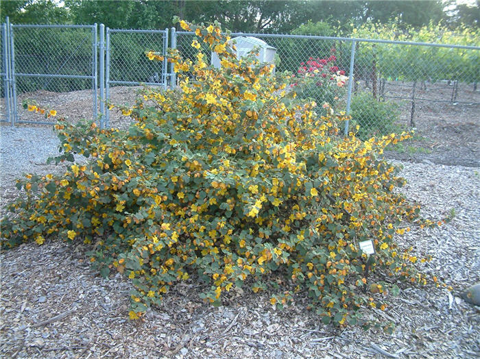 Fremontodendron 'Ken Taylor'