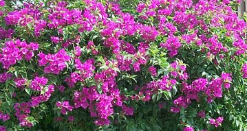 Bougainvillea 'Glabra'