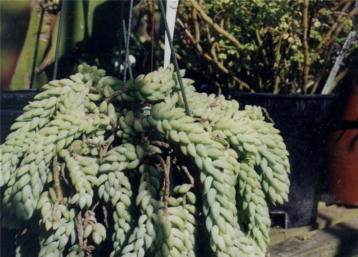 Crassula ovata 'Crosby's Dwarf'