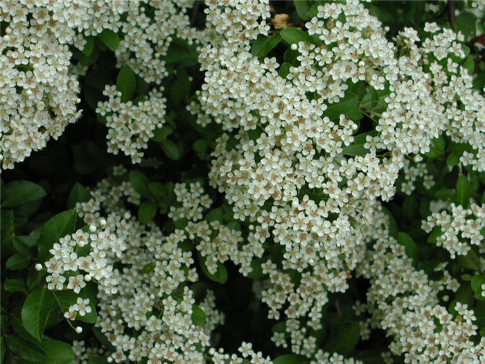 Plant photo of: Pyracantha coccinea 'Lalandei'