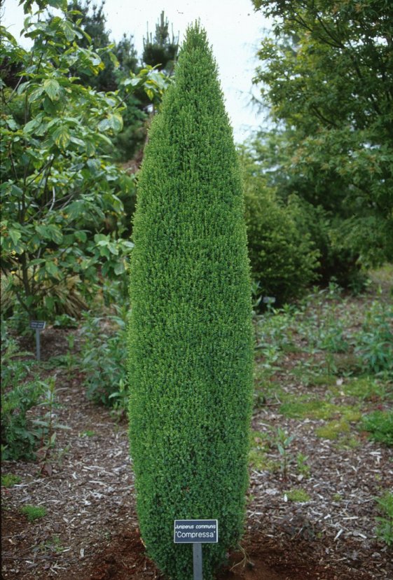 Dwarf Column Juniper