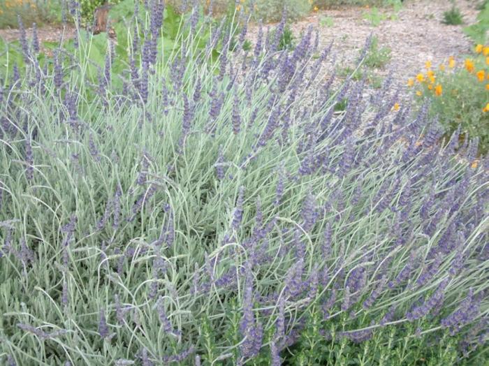 Plant photo of: Lavandula 'Goodwin Creek Grey'