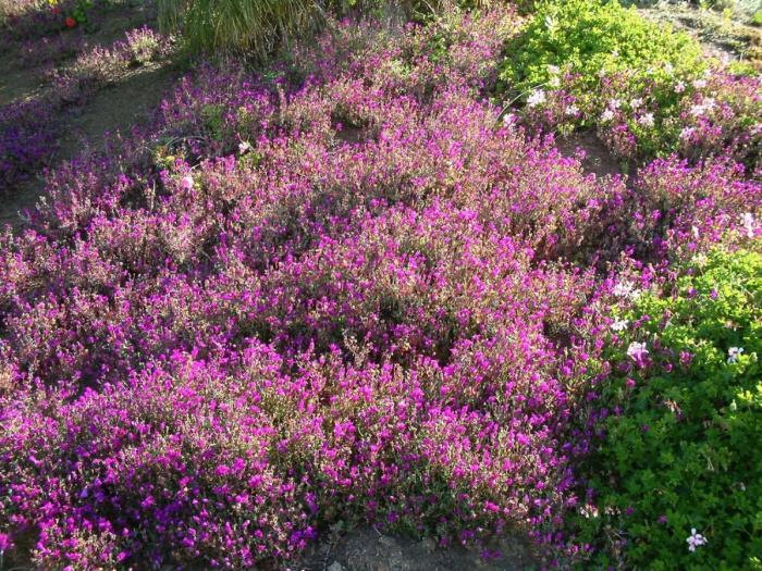 Purple Ice Plant