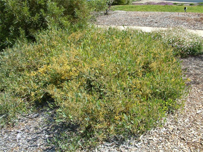 Acacia redolens 'Low Boy'