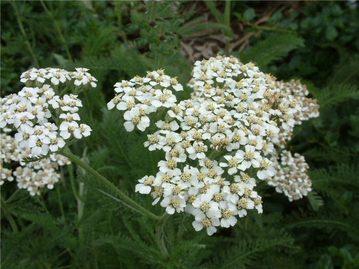 Common Yarrow