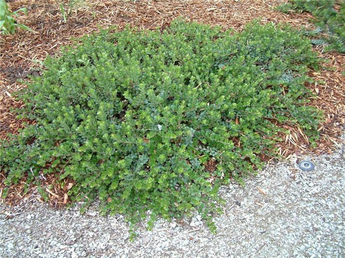 Arctostaphylos uva-ursi 'Point Reyes'