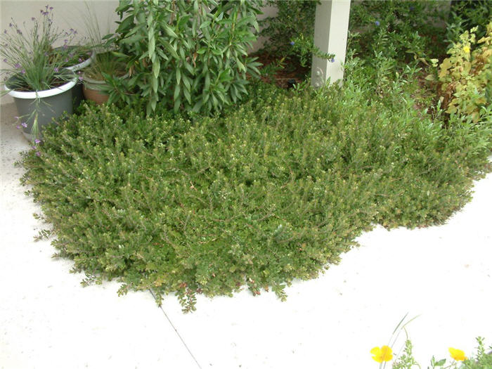 Arctostaphylos den. 'Emerald Carpet'