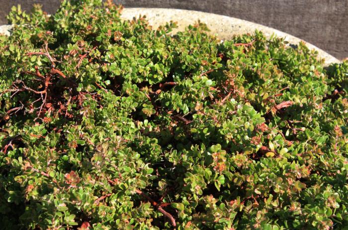 Plant photo of: Arctostaphylos edm. 'Bert Johnson'