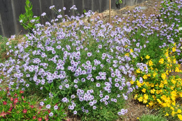 Verbena lilacina 'De La Mina'