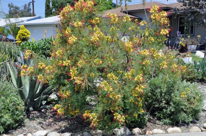 Plant photo of: Caesalpinia gilliesii