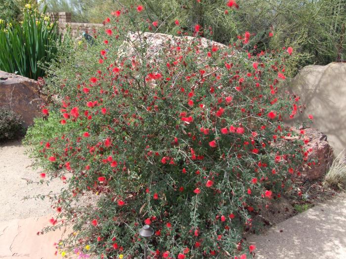 Calliandra californica