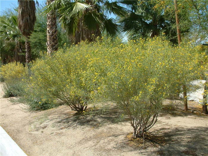 Senna artemisiodes