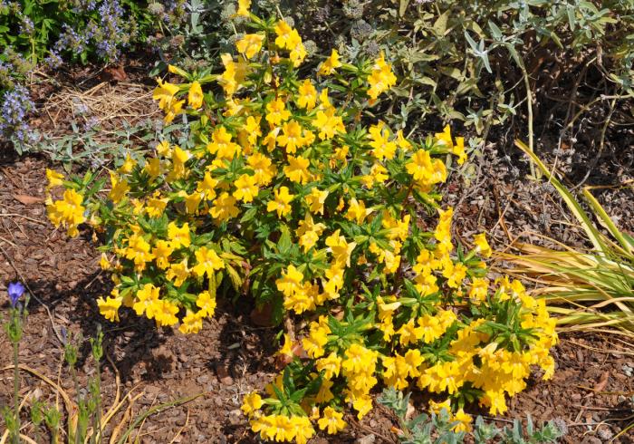 Mimulus 'Yellow'