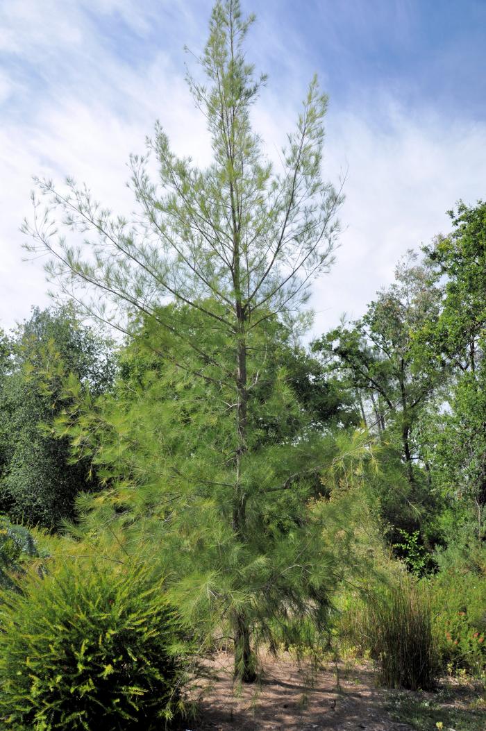 Casuarina stricta