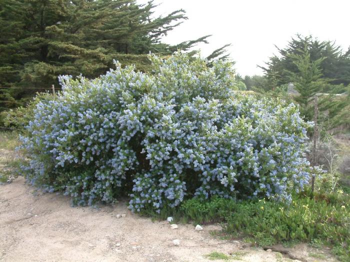 Joyce Coulter California Lilac