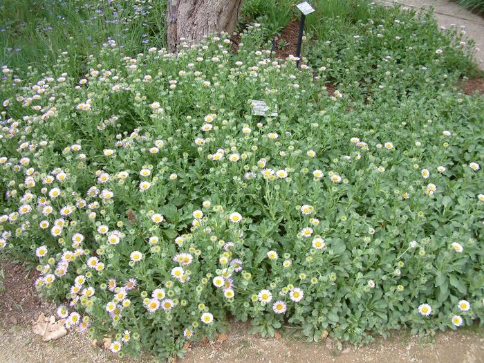 Plant photo of: Erigeron glaucus