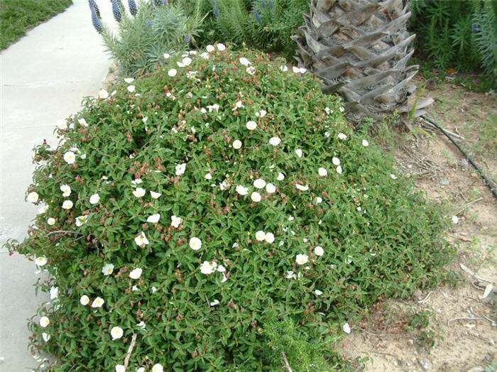 Cistus salviifolius 'Prostratus'