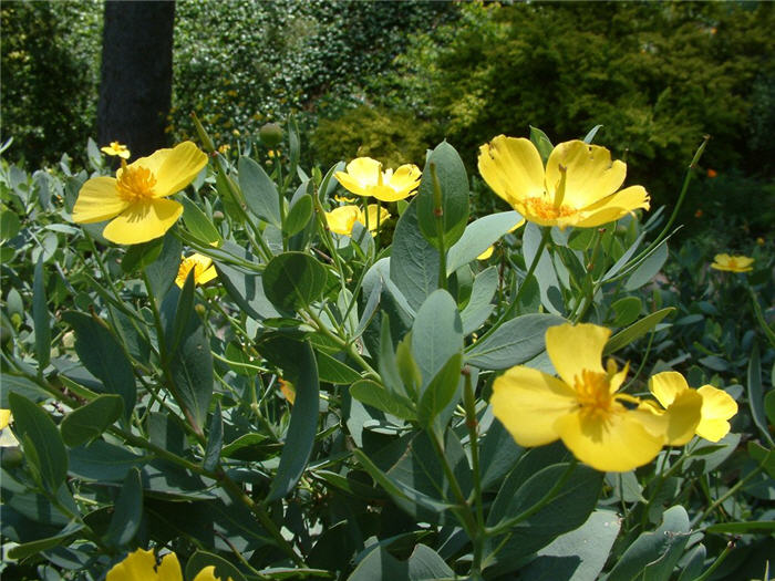 Plant photo of: Dendromecon hartfordii