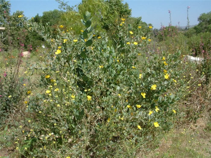 Plant photo of: Dendromecon hartfordii