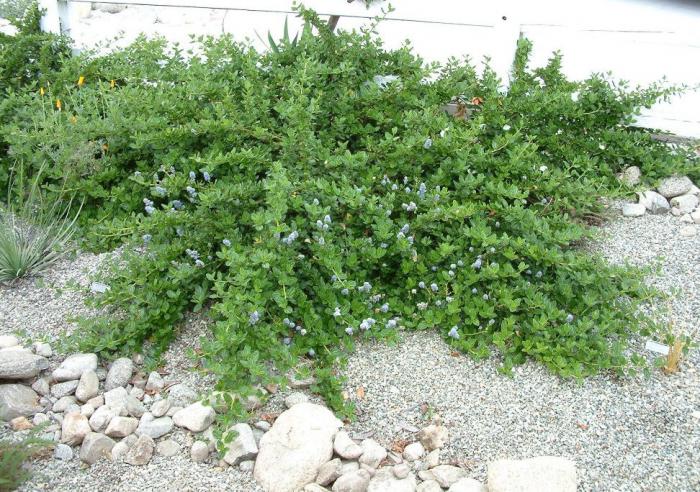 Plant photo of: Ceanothus griseus hor. 'Yankee Point'