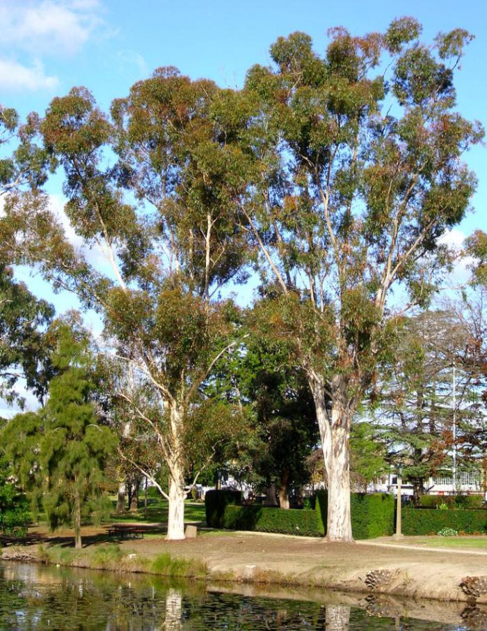 Eucalyptus cladocalyx