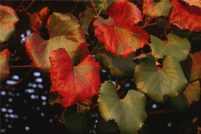 Vitis x californica 'Roger's Red'