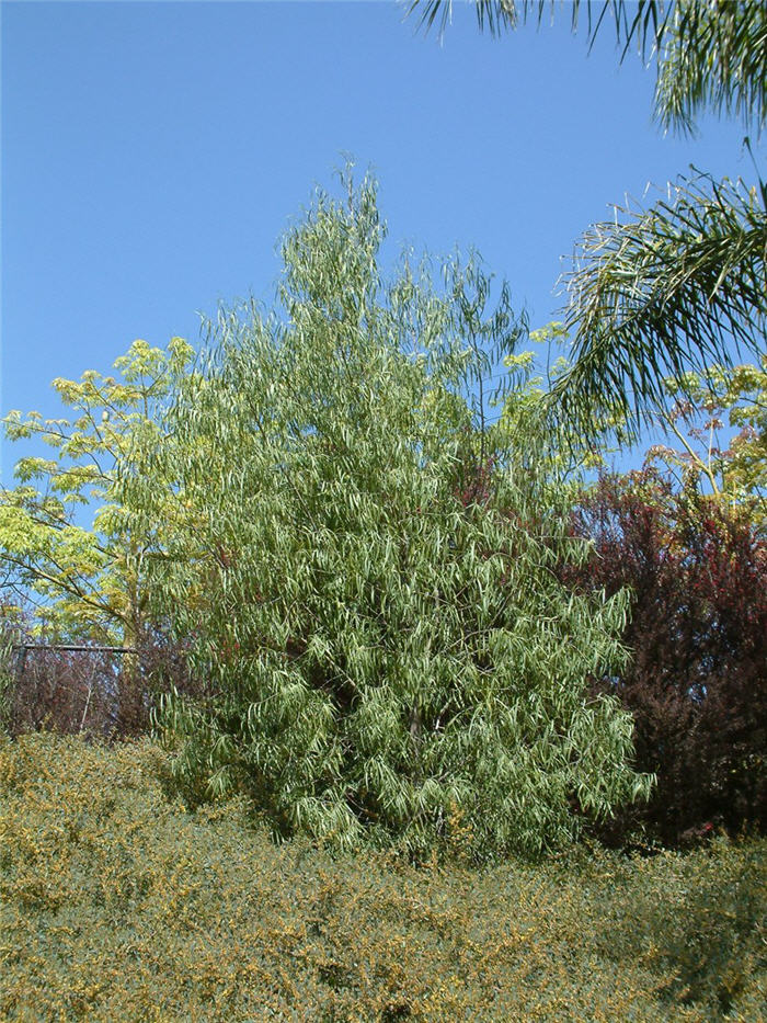 Geijera parviflora