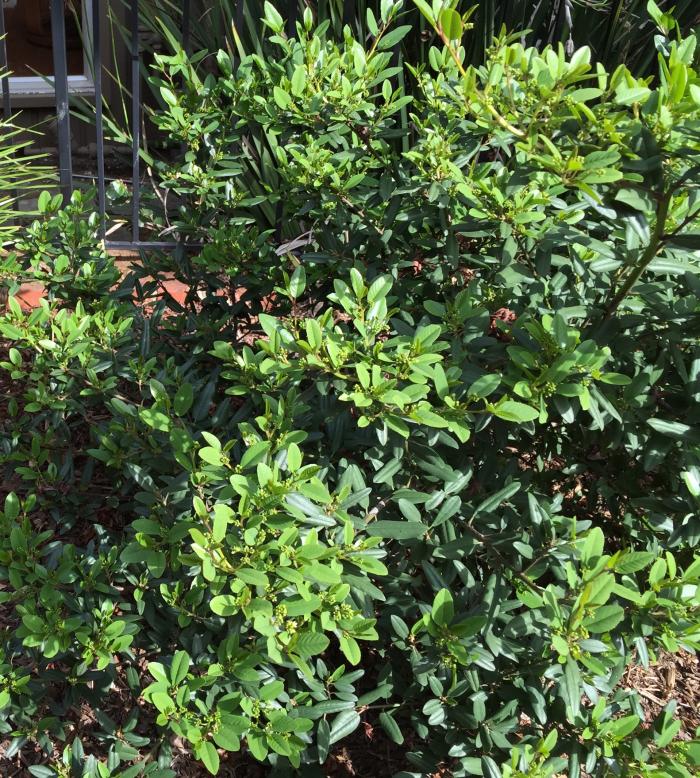 Rhamnus cal. 'Mound San Bruno'