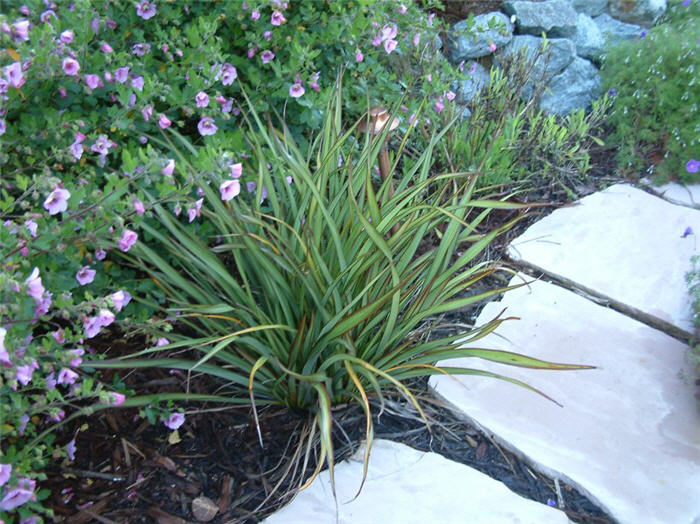 Plant photo of: Phormium 'Tom Thumb'