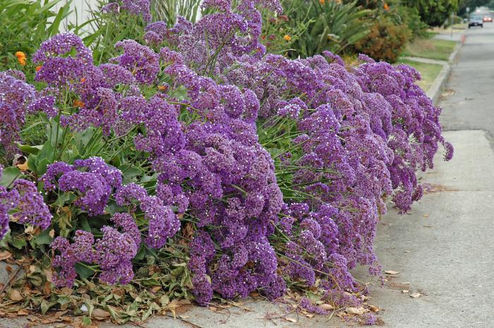 Limonium perezii