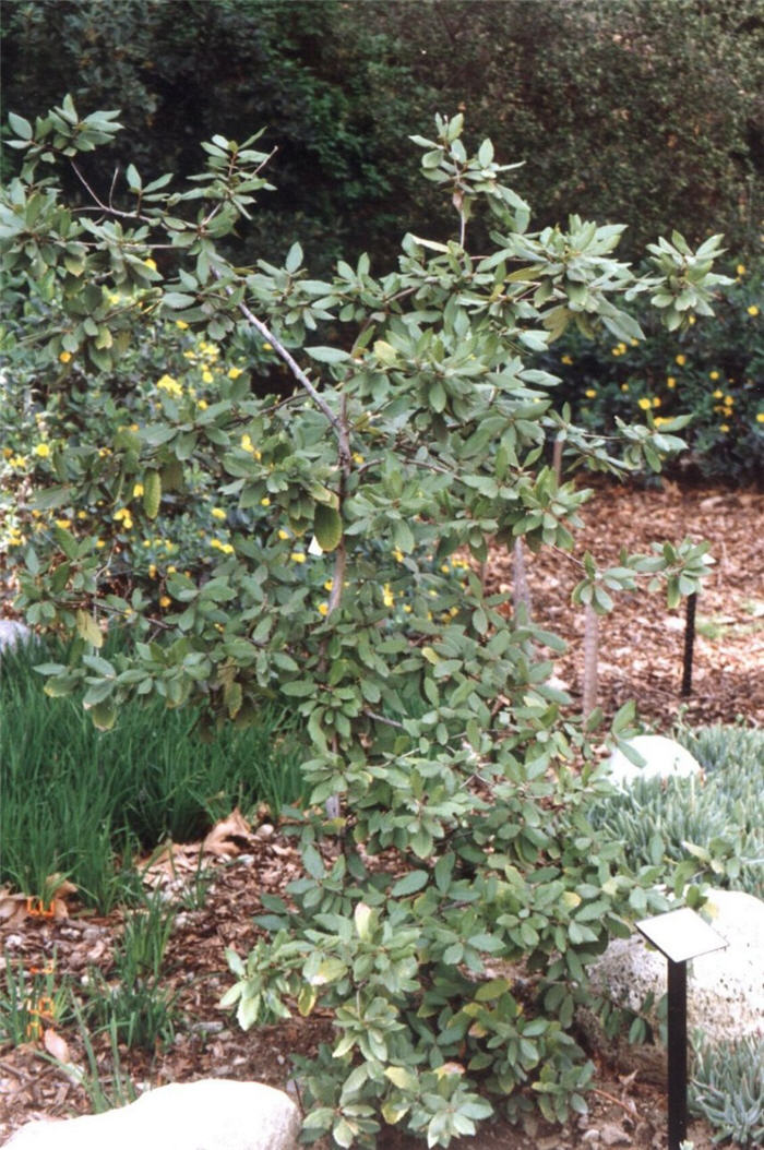 Tanbark Oak, Tanoak