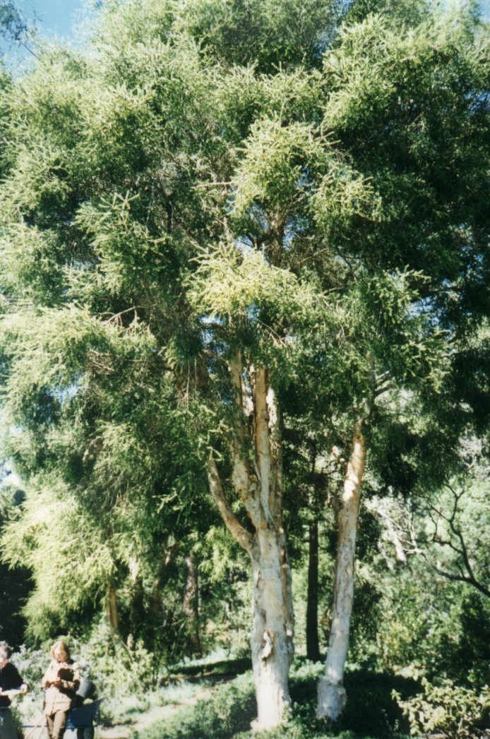 Melaleuca styphelioides