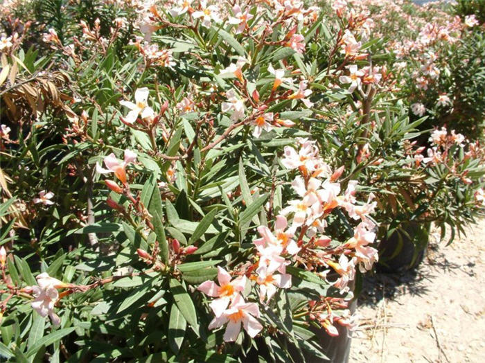 Nerium oleander 'Petite Salmon'