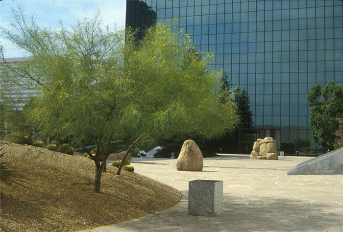 Mexican Palo Verde