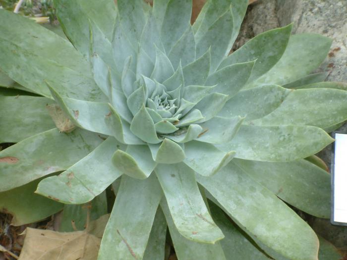 Dudleya pulverulenta