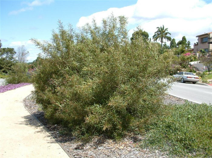 African Sumac