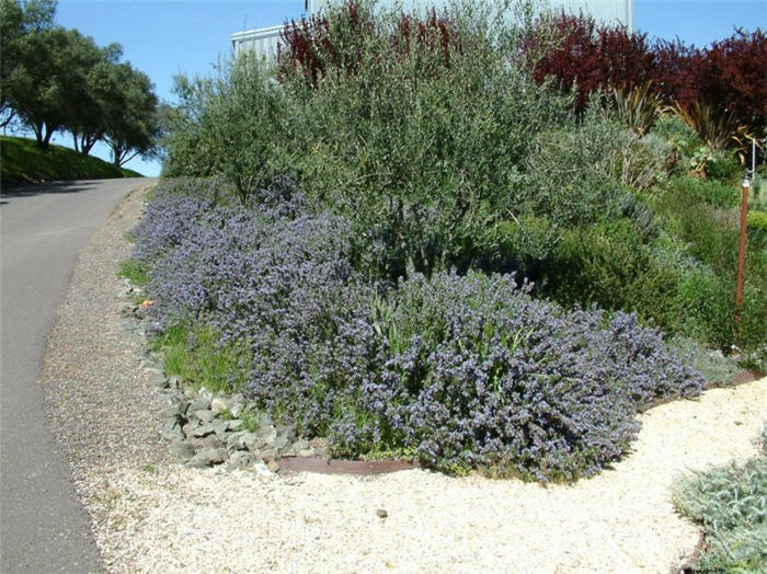 Rosmarinus officinalis 'Prostratus'