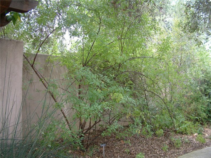 Sambucus nigra cabrulea